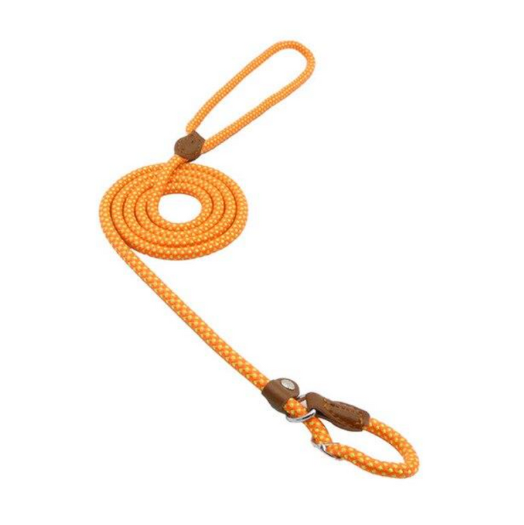 Chic Charm Nylon Pup Set for Dogs and Puppies